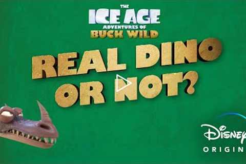 The Ice Age Adventures of Buck Wild |Real Dino or Not| Disney+