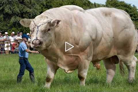 10 Biggest Bulls Ever Caught On Camera