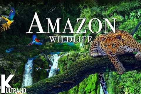 Amazon Wildlife In 4K - Animals That Call The Jungle Home | Amazon Rainforest | Relaxation Film