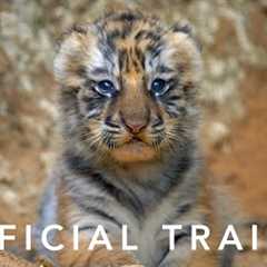 Disneynature''s Tiger | Official Trailer